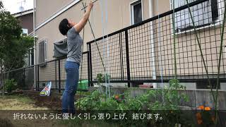 無農薬家庭菜園　ミニトマトの栽培【誘引】【脇芽かき】【支柱立て】【くきたっち】【ガーデニングクリップ】【ズパゲッティ】【合掌造り】🇸🇪スウェーデンハウスの暮らし