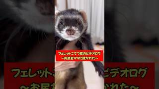 フェレットビデオログ〜ママにお尻を拭かれた編〜#ferret #可愛い #癒される #おもしろ