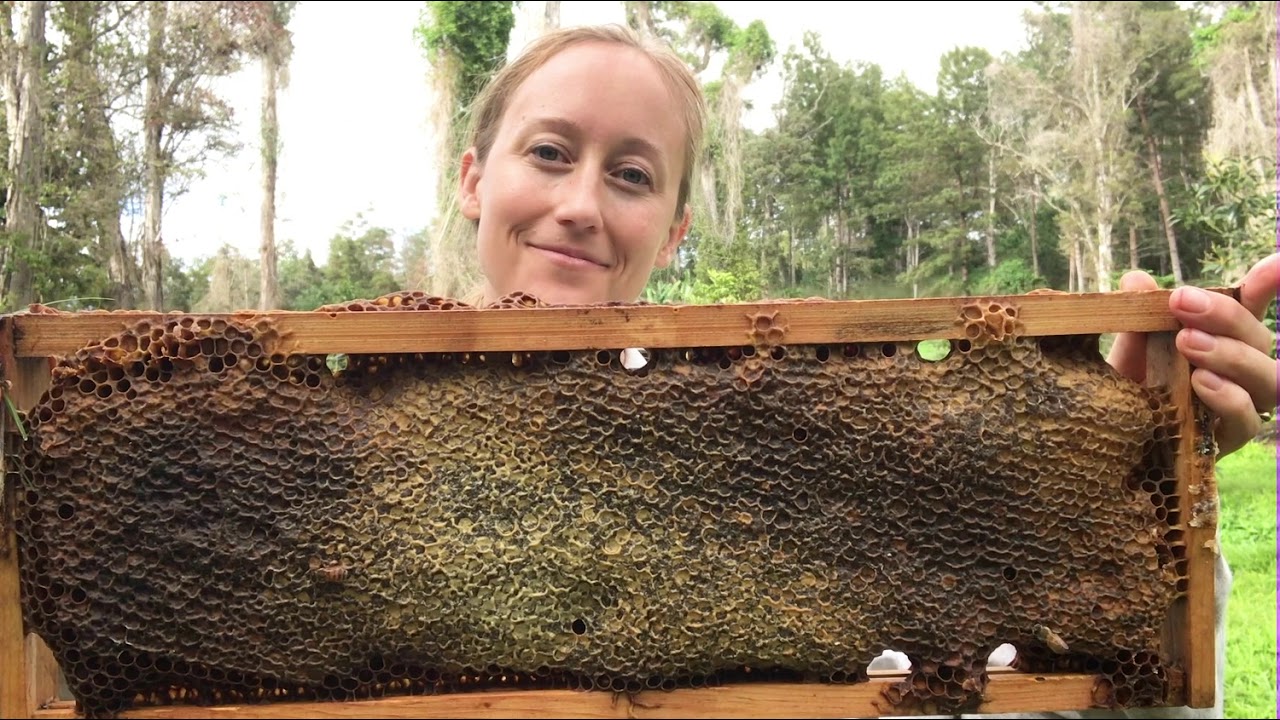 Online Beekeeping Class Youtube