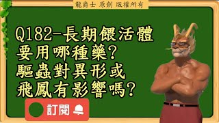 【龍爵士】千問千答 Q182-長期餵活體要用哪種藥驅蟲對異形或飛鳳有影響嗎.mp4