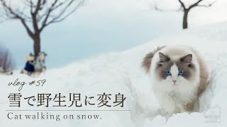 【冬の過ごし方】雪ではしゃぐ猫｜雪中珈琲｜ラグドール猫 #59