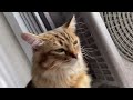 カメムシに夢中な猫。 〜a cat crazy about stink bugs.〜