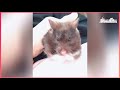 hamsterdingding．黃金鼠吃完蛋糕發呆了？！．黃金鼠．熊仔鼠 黑豆blackbean