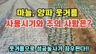 마늘, 양파 웃거름 사용시기와 주의사항은?