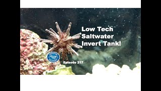 Low Tech Saltwater Invert Tank | Episode 217