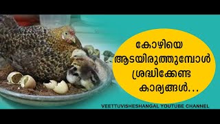 കോഴിയെ  അടയിരുത്തുമ്പോൾ  ശ്രദ്ധിക്കേണ്ട  കാര്യങ്ങൾ  I Kozhivalarthal Malayalam I Veettuvisheshangal