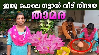 How to Grow Lotus Plant at Home EASY METHOD | വളരെ എളുപ്പത്തില്‍ താമര ആമ്പല്‍ വീട്ടില്‍ നടേണ്ട രീതി