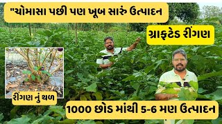 ચોમાસા પછી ગ્રાફટેડ રીંગણનું ઉત્પાદન કેવુ ?||#કૃષિકાર_એગ્રો||#krushikaragro||#ગ્રાફટેડ_રીંગણ