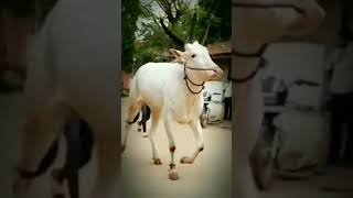 #hubli #cow #animalcomedy #animals #hallikarcows #animalmovies #bull #hallikarcalf #comedymovies