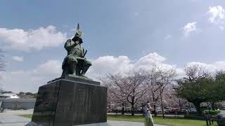 [4K] Nagoya’s beautiful sakura trees🌸JAPAN 名古屋能楽堂の桜。 26,March,2021