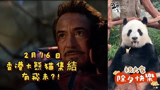 香港大熊貓集結,2月16日 hong kong panda assemable!丨家姐細佬,盈盈樂樂,安安可可,海洋公園