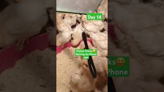 Our Happy Chicks at #Day 14 Happily Pecking on My phone's📱 case rope. #chicken  #brooding #success