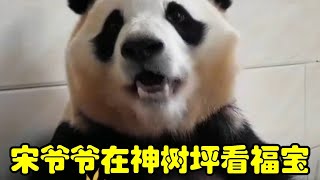 宋爷爷在神树坪看望福宝，宋侍卫见到了他的福公主 #大熊猫福宝 #福宝和宋爷爷 #福宝日常