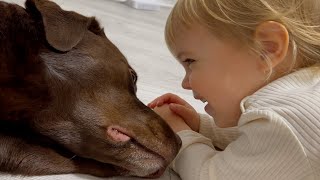 Baby and Chocolate Lab Share Amazing Moment Together