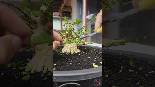 Trimming Argao Taiwan/Premna Microphylla #bonsai #argaotaiwan #premnamicrophyllabonsai #repotting