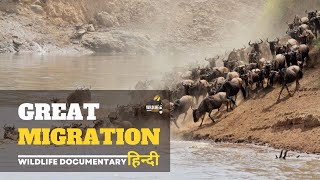 Great Migration - हिन्दी डॉक्यूमेंट्री | Wildlife documentary in Hindi