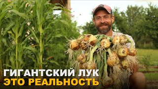 ЛУК ПО КИЛОГРАММУ ЭТО ВАМ ПО СИЛАМ! Выращивайте только этим способом!