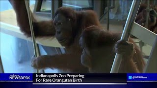 Indianapolis Zoo Expecting First Orangutan Baby