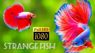 12k HDR 60fps Colorful fish Spiritual music