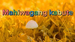 Mahiwagang Kabute - Loby (Official Music Video)