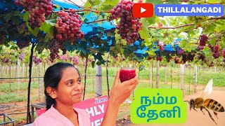 நம்ம தேனி | Namma Theni | Suruli Falls | Vineyard | Vlog | @Thillalangadi