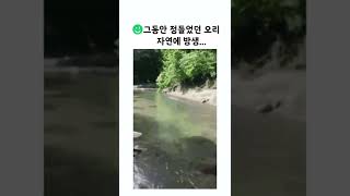 그동안 정들었던 오리 자연에 방생