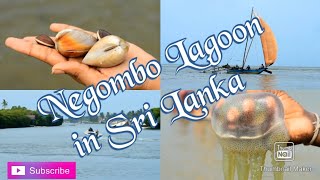 Negombo lagoon in Sri Lanka| Documentary film| Boat ride