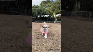 ななちゃんとのボール遊びは癒しでしかない🐶💕#シーズー #dog #犬 #癒し #犬のいる暮らし