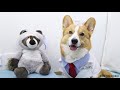 cutest doctor topi the corgi