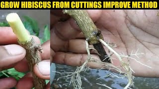 New growing method of hibiscus plant from cuttings/how to grow hibiscus plant from cuttings