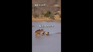 鬣狗包圍羚羊 #看動物世界品百味人生 #野生動物零距離