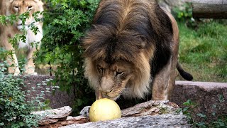 Гарбузовий вікенд для тигрів, левів та гієн / Pumpkin weekend for tigers, lions and hyenas