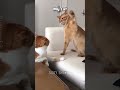 others cat vs my cat 😂🐈 cat catvideos catfunny cats catlover catshorts