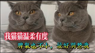 本猫猫温柔有度，脾气也不小，最好别惹我