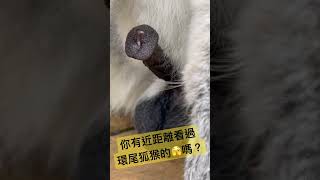 馬達加斯加！環尾狐猴的🫣你有看過嗎？哪有人靠這麼近拍的啦！ #青蛙爸爸