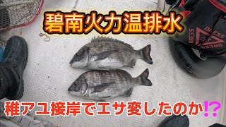 【衣浦湾】碧南火力温排水❗水温16℃で温水は出てるがしかし・・・❗