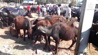 ఎర్రగడ్డ పశువుల సంత 23.1.2022// erragadda Buffalo market