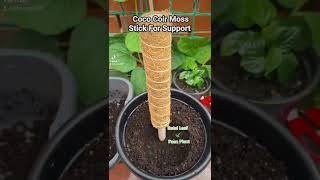 How To Repot A Betel Leaf Plant 🌿 Paan Plant 🪴 Shokher Bagan 2022 UK