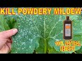 Kill Powdery Mildew With This Natural Garden Remedy: Hydrogen Peroxide