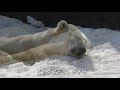 【追悼】スヤスヤデナリ＾＾ ありがとう！ビッグダディ（円山動物園ホッキョクグマのデナリ）