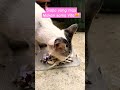 SIAPA YANG MAU MAKAN SAMA VITA😹#cat#catlover#shorts#youtubeshorts#pecintakucing#funny#cute#ytshorts