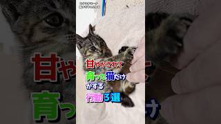 甘やかされて育った猫だけがする行動３選 #保護猫 #保護 #猫のいる暮らし