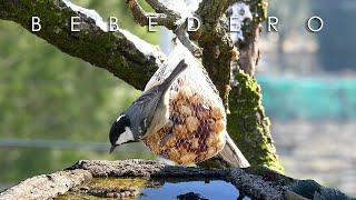 Bebedero para aves en terraza | Guías & Consejos - Cap.6