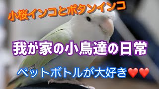 小桜インコとボタンインコの日常です