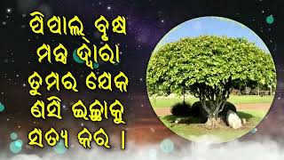 ପିପାଲ୍ ବୃକ୍ଷ ମନ୍ତ୍ର ଦ୍ୱାରା ତୁମର ଯେକ ଣସି ଇଚ୍ଛାକୁ ସତ୍ୟ କର |