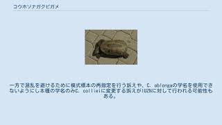 コウホソナガクビガメ