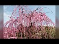 菅原神社の枝垂れ梅