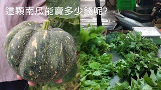 [狐狸菜園] 颱風過後 傳統市場 賣菜實錄 順便看看其他攤位如何