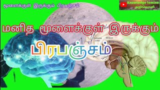 மனித மூளையின் உள்ளே இருக்கும் பிரபஞ்சம் galaxy of the human brain