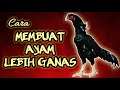 Cara Merawat Ayam Jadi Ganas Dan Agresif